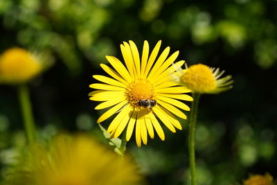 Close-up of insect on yellow flower