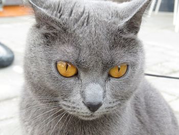 Close-up portrait of a cat