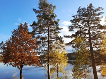 Low angle view of trees against sky during autumn