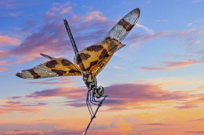 Close-up of butterfly on leaf against sky