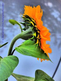 Close-up of flower blooming against sky