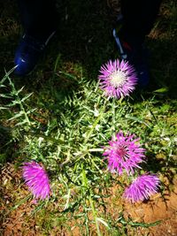 High angle view of purple flower