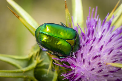 Close-up of a metallic green beetle feeding  on purple flower