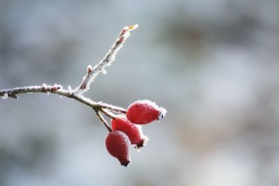 Close-up of frost on red buds