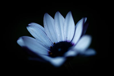 Close-up of purple flower against black background