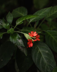 Close-up of red flowering plant