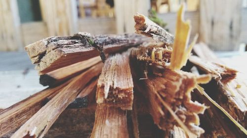 Close-up of lizard on tree stump