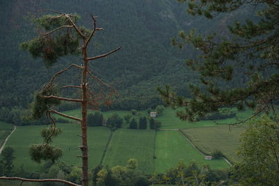 High angle view of trees on landscape