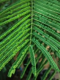 Close-up of fern leaves