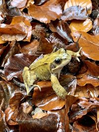 High angle view of insect on dry leaves