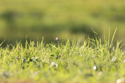 Close-up of flowering plants on field