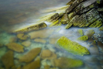 Close-up of lichen growing on rock