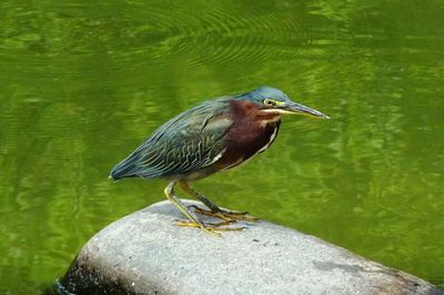 Bird in water