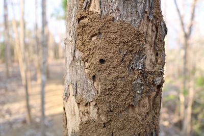 Close-up of tree trunk in forest
