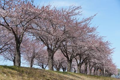 Cherry blossom trees on field against sky