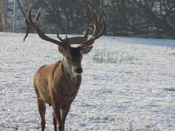 Portrait of deer standing on snow covered forest