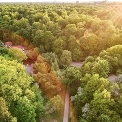 High angle view of trees in forest