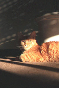 Cat resting in a house