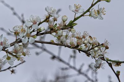 Low angle view of apple blossoms in spring