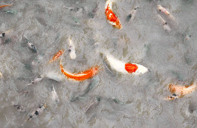 High angle view of koi carps swimming in lake