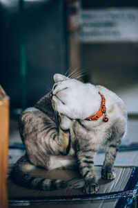 Close-up of a cat resting