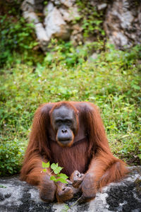 Portrait of orangutan sitting on rock against plants