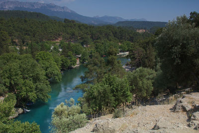 Scenic view of river amidst trees in forest