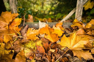 Close-up of maple leaves on tree trunk