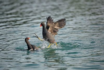 Side view of two birds in water