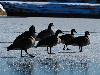 Ducks in a lake