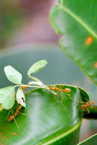 Close-up of ants on leaf