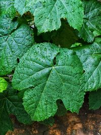 Full frame shot of wet leaves