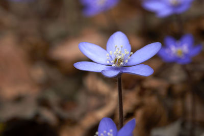 Close-up of purple flowering plant