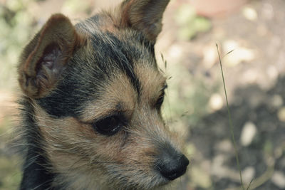 Close-up portrait of dog relaxing outdoors