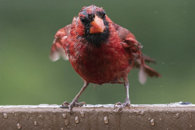 Close-up of a bird