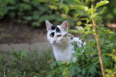 Portrait of cat by plants