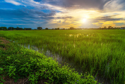 Scenic view of field against sky during sunset