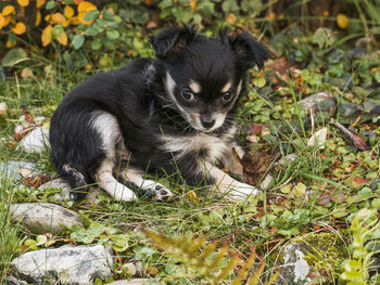 Portrait of black puppy on field