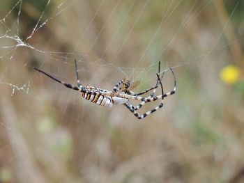 Close-up of spider on web