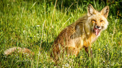 Close-up of rabbit on field