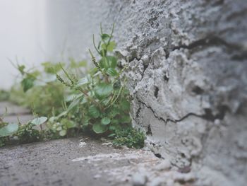 Close-up of plant growing on rock