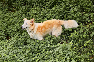 View of a dog