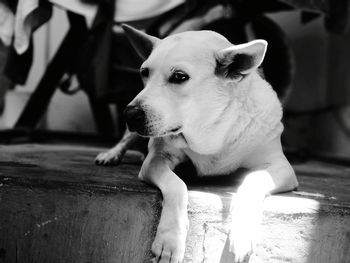 Close-up of dog looking away