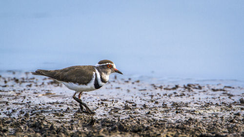 Bird wading at beach