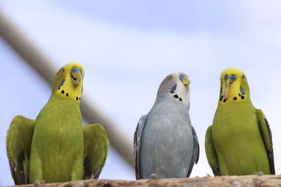 Close-up of bird