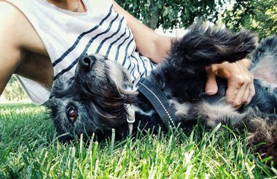 Midsection of man reclining by schnauzer on grass at park