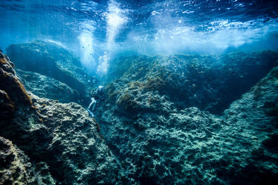 Close-up of jellyfish in sea against blue sky