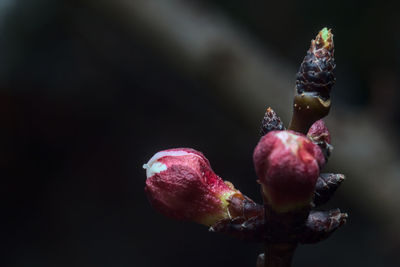Close-up of red berries on plant