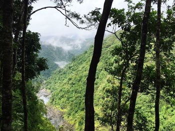 Scenic view of forest