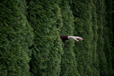 View of hand in hedge
